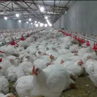 دنبال کار در مرغداری گوشتی هستم
