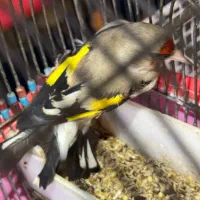 سهره کرمونی دهنزن دورگ پشت گلی پشت گل کامل خط سیاه|پرنده|خور (فارس), |دیوار