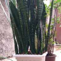 گل خانگی با گلدون
