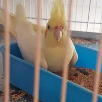 عروس هلندی دستی|پرنده|برازجان, |دیوار