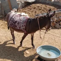 فروش خر جون و درجه یک|حیوانات مزرعه|مرودشت, مجد آباد|دیوار