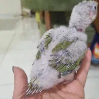 گرینچیک آناناسی سرلاکی|پرنده|گرمدره, |دیوار