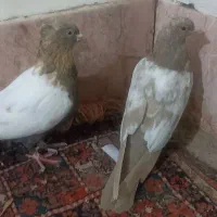 طوقی و سینه ی