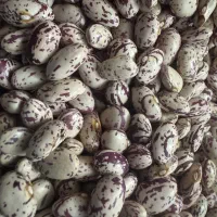 لوبیا چیتی ممتازمحصول امسال (سراب آذربایجان شرقی)|خوردنی و آشامیدنی|تهران, امام زاده حسن|دیوار