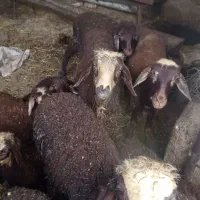 بره