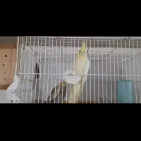 فروش جفت عروس هلندی|پرنده|شادگان, |دیوار