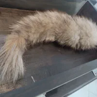 دیوارکوب تابلو دم روباه