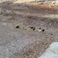 مرغ تخم گذار وخروس|حیوانات مزرعه|زمکان, |دیوار