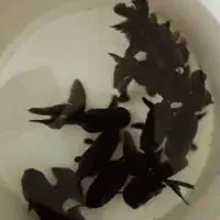 فروش انواع ماهیان زینتی|ماهی|بیلوار, |دیوار