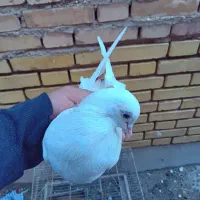 پرنده لوت|پرنده|خرمشهر, |دیوار