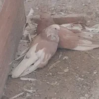 کفتر سرور بلند