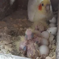 طوطی عروس سرلاکی