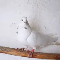 کبوتر غریب گیر