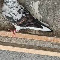 ۳ تا کبوتر فروشی