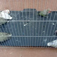 کوتوله عروس هلندی|پرنده|سبزوار, کهنه آب|دیوار