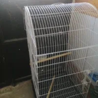 قفس عروس هلندی