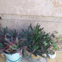 گل طبیعی|گل و گیاه طبیعی|تاکستان, |دیوار