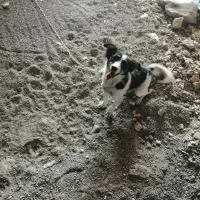 سگ ژرمن|سگ|بیرجند, |دیوار