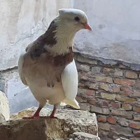 کبوتر طوقی ۷رنگ کرمانشاهی کاکل میخ پا صاف نر