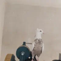 دم قهوه ای|پرنده|شیراز, شهرک مدرس|دیوار