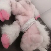 عروسک|اسباب‌بازی بچه|شیراز, شیشه‌گری|دیوار