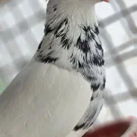تعدادی کبوتر