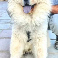 نژاد چاوچاو ۱۱ماهه نر اصیل زبان بفنش