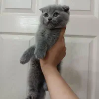 گربه اشرافی و اصیل (مجموعه گربه های میوهاپ)|گربه|کیش, |دیوار