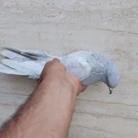 صابونی جهت معاوضه