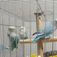 کوتوله برزیلی بازیگوش