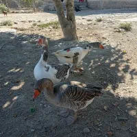 3عددغاز|حیوانات مزرعه|انبارآلوم, |دیوار