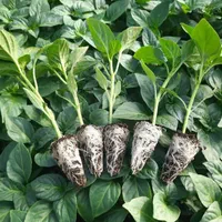 نشا بادمجان فلفل گوجه و...|خدمات باغبانی و درختکاری|بندرعباس, |دیوار