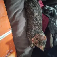 واگذاری گربه|گربه|زاهدان, |دیوار