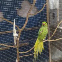 نر و ماده|پرنده|امیدیه, |دیوار