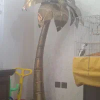 اباژور نخل تمام برنج