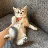 گربه اسکاتیش