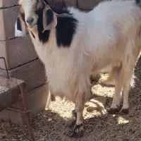 گوسفند فروشی راور|حیوانات مزرعه|راور, |دیوار