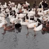 اردک دورگه ۴ ماهه