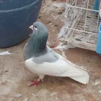 نریال سوز ماده ۸پره چپ خال قهویی گل زرد تمام دم