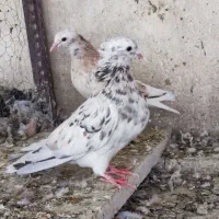 دم سفید موشی هفت‌رنگ لیمویی دم سفید شامی دم سفید