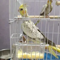 عروس هلندی سالم|پرنده|قم, شهرک مهدیه (مدرس)|دیوار