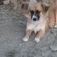 سگ پاکوتا خانگی|سگ|سنندج, |دیوار