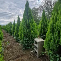 سرو کامیس نوکدار (عمده)|گل و گیاه طبیعی|رضوانشهر, |دیوار