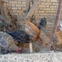 مرغ|حیوانات مزرعه|ایذه, |دیوار