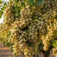 مشاوره رایگان و کاملا تخصصی کشاورزی و باغ داری