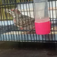 سهره بخون فروش یا معاوضه|پرنده|چهاردانگه (تهران), |دیوار