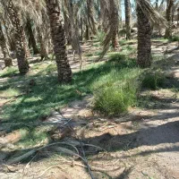 خونه وباغ