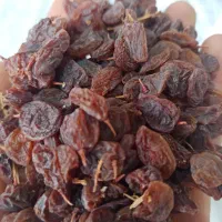 کشمش افتابی نقدی و چک|خوردنی و آشامیدنی|سامان, |دیوار