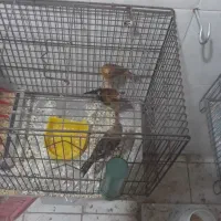 سه عدد قناری ماده