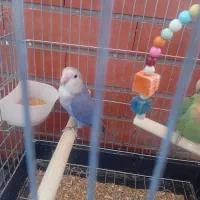 پرنده کمیاب وخاص